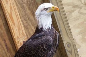 Eagles in the Smoky Mountains