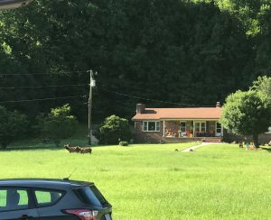 elk wildlife in maggie