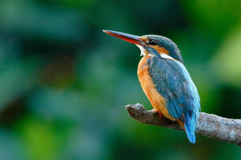 Birdwatching
