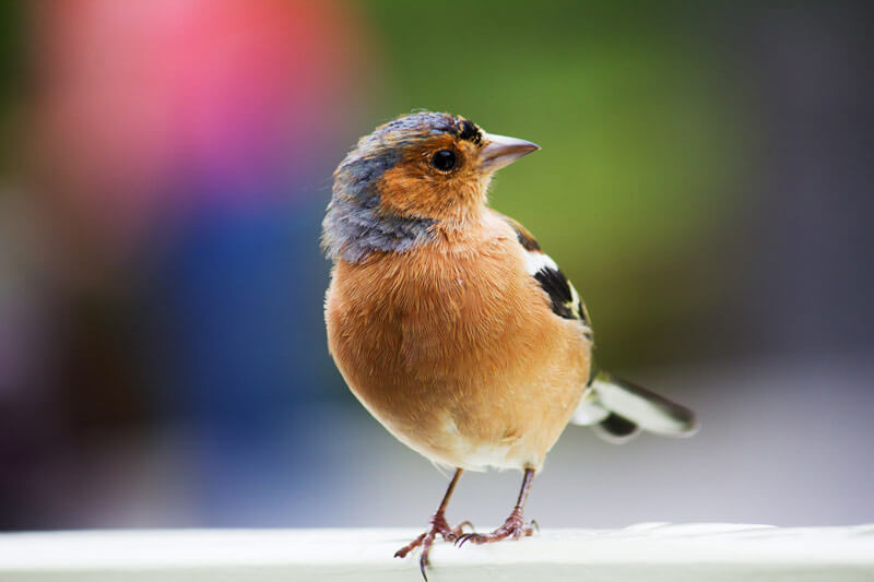Birdwatching