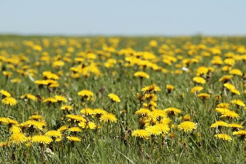 Edible plants in North Carolina