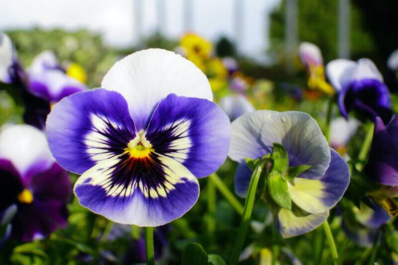 Edible Plants North Carolina