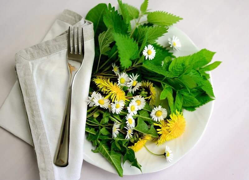 Edible plants in North Carolina