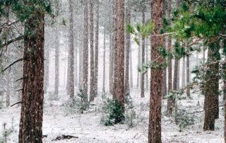 Smoky Mountains winter