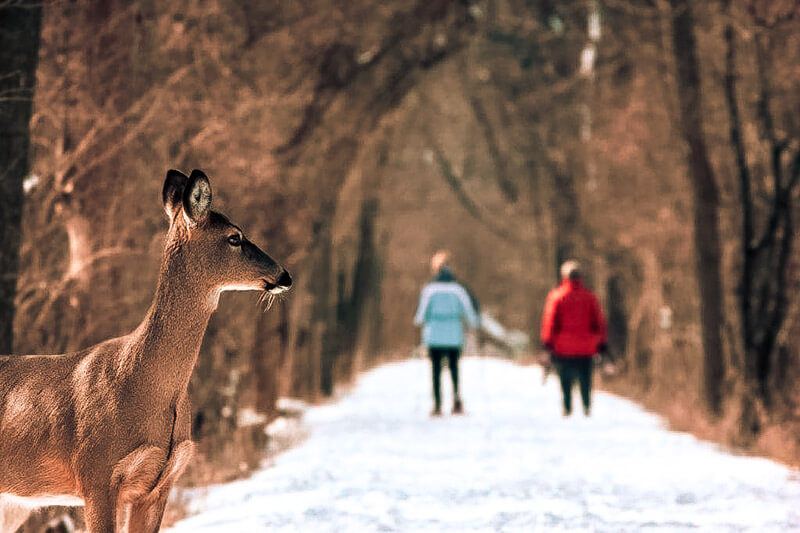 Tips for Winter Hiking in the Smoky Mountains