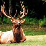 Elk