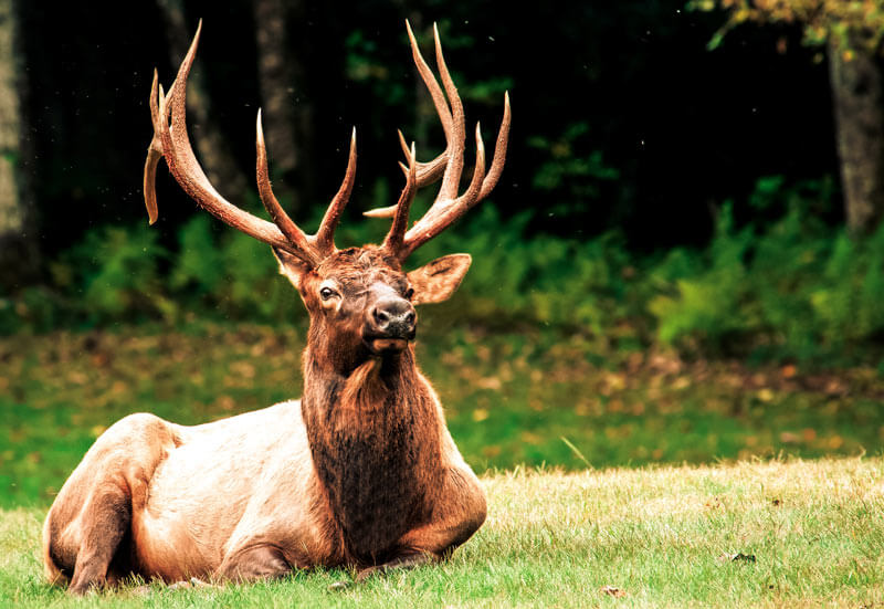 Elk
