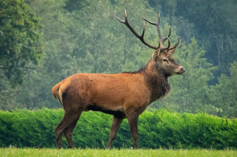 ELK Watching